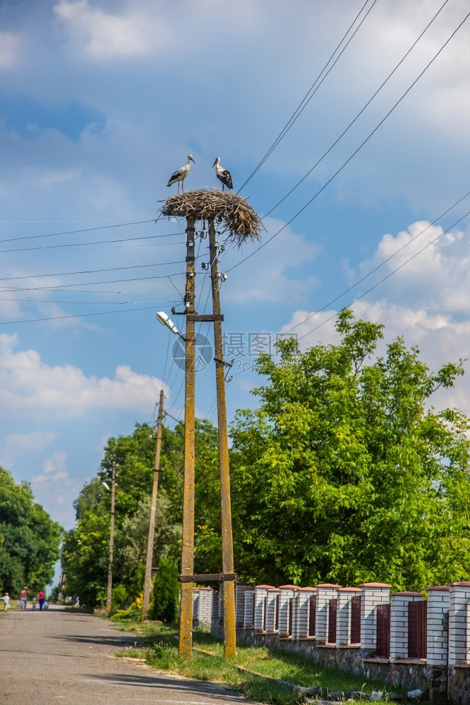 鸟巢中的沙雀在电线上窝中鸟巢斯托克艾里家庭荒野图片