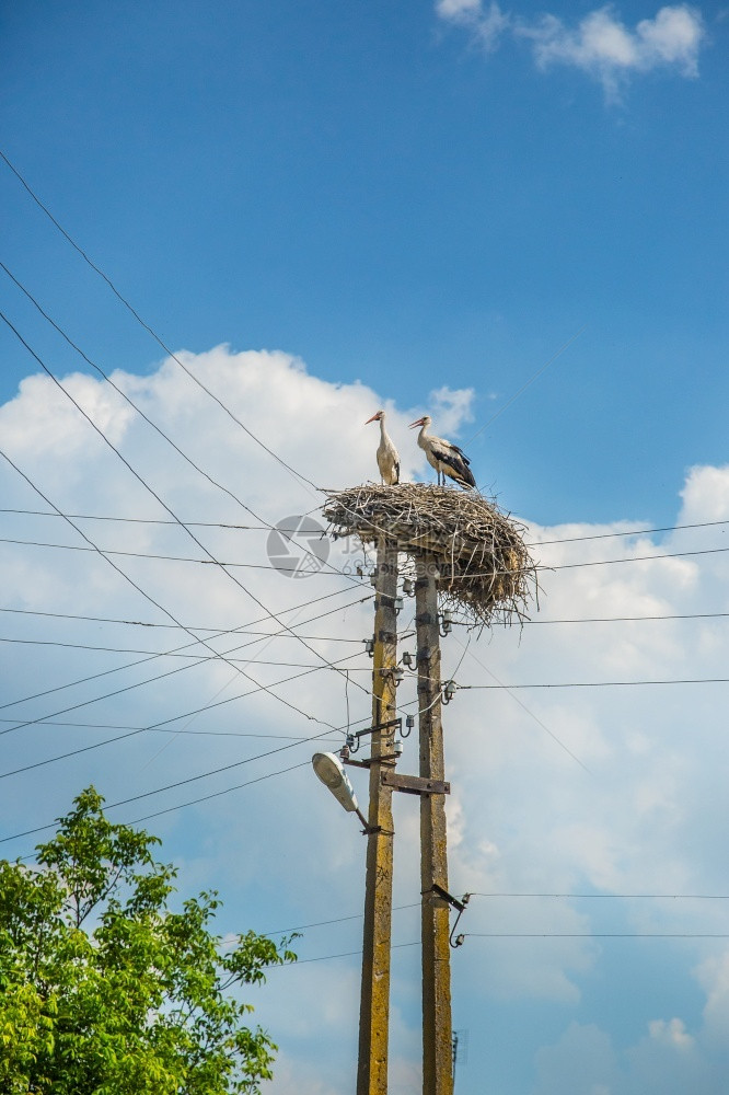 鸟巢中的沙雀在电线上窝中鸟巢斯托克白色猕猴桃宁静图片