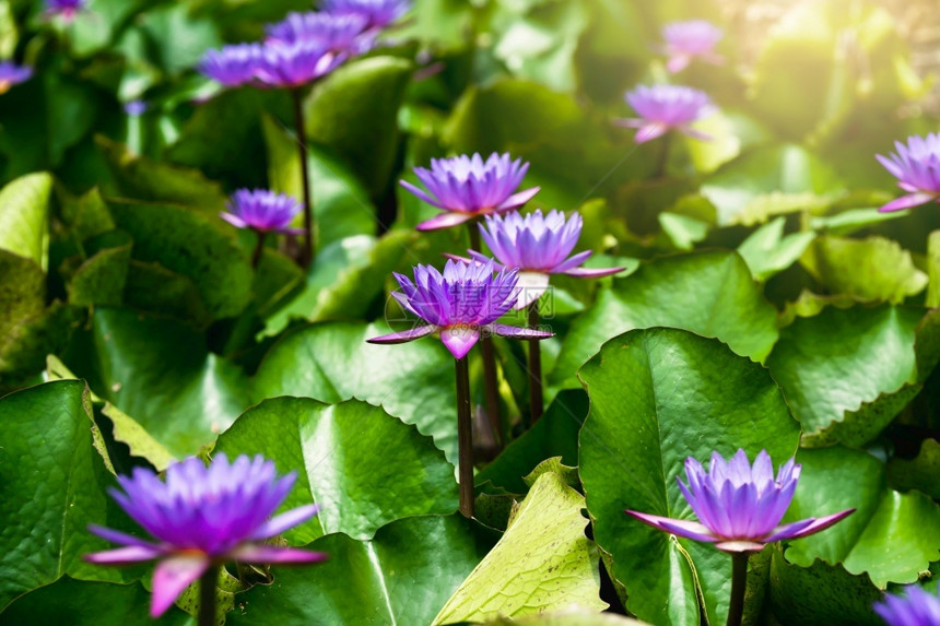自然美丽的紫色莲花池图片