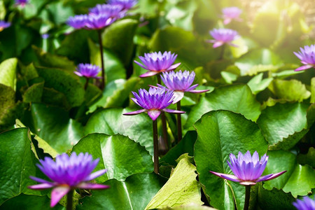 自然美丽的紫色莲花池图片