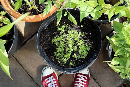 春天播种机花西红柿胡萝卜豆类种植在容器中蔬菜园艺露台上的菜园顶视图花豆类种植在容器中顶视图番茄背景图片