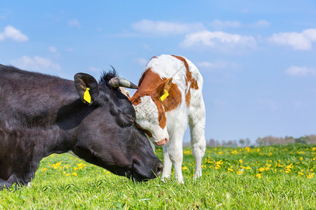 母牛和新生幼崽在绿荷兰草地上相互拥抱可爱的动物后代图片