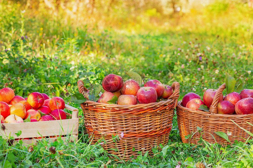 采摘苹果在花园里的草地上拥挤红苹果篮子有机在花园里的草地上拥挤红苹果篮子工装裤作园丁图片