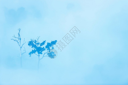 两棵大白菜气候天变暖空中观察两棵大树在晨雾中的几棵大树和活生的死对比自然场景设计图片