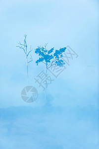 两棵大白菜丢失生长空中观察两棵大树在晨雾中的几棵大树和活生的死对比自然场景日出设计图片