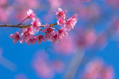萨维洛伊称呼蓝色的泰国喜马拉雅山樱桃花苏库拉节喜马雅山樱桃花也称萨库拉在泰国喜马雅山樱花的洛伊Loei美丽的山上黎背景