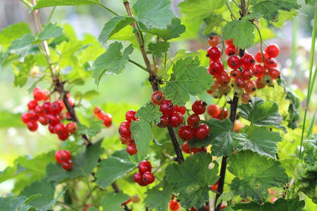 农业甜的树丛上挂着红色的草莓酸图片