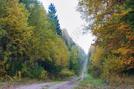 在后面欧洲风景优美秋天的山毛榉林路边的黄叶树秋天山毛榉林图片