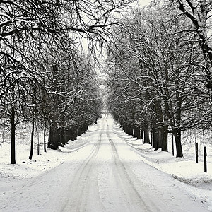 薄片冬天晴季风景森林中的霜冻树木大自然覆盖着雪美丽的季节自然背景图片