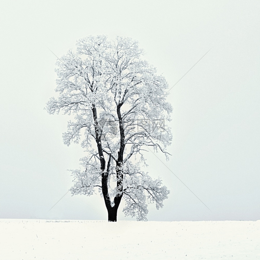 冬天薄片季风景森林中的霜冻树木大自然覆盖着雪美丽的季节自然背景早晨图片
