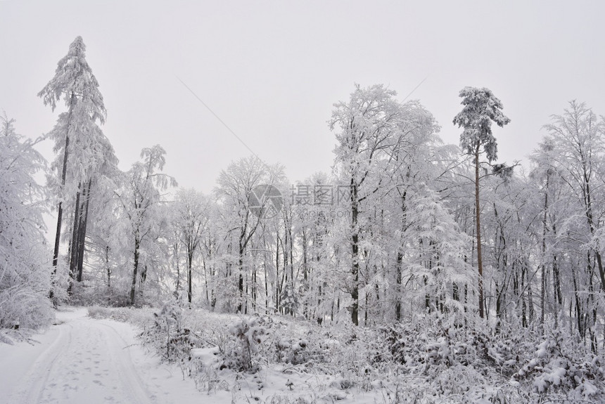仙境假期蓝色的冬季风景森林中的霜冻树木大自然覆盖着雪美丽的季节自然背景图片