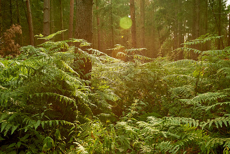 散景Lightfull森林中的蕨草甸类树图片