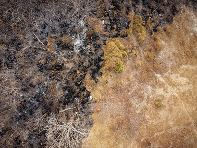 树温度空中风景橙色和黄干燥林一些部分被森林火灾摧毁景观图片