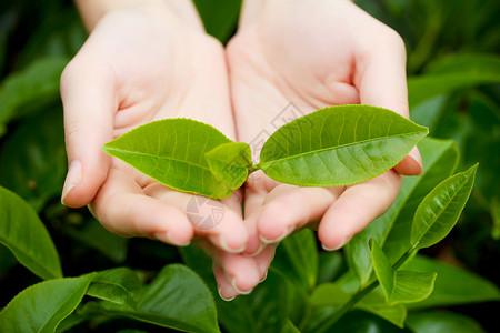 德米特罗新茶叶落到种植园的茶树丛中山森林锡兰背景