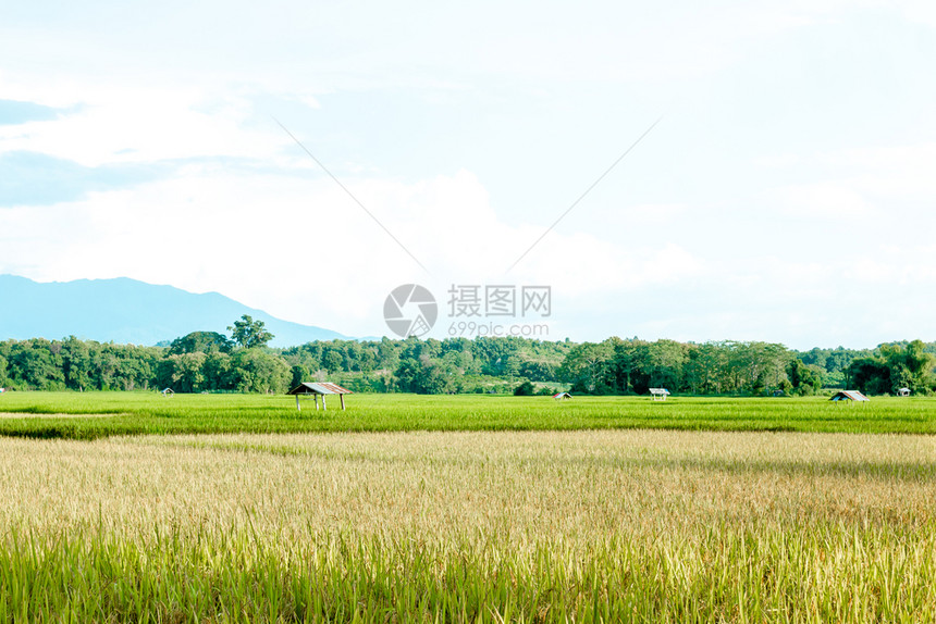 文化美丽的山谷中青绿和黄稻田亚洲人园景图片