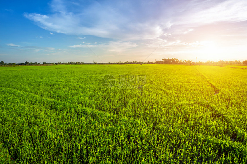 美丽的绿玉米田有日落天空背景乡村的庄稼草地图片