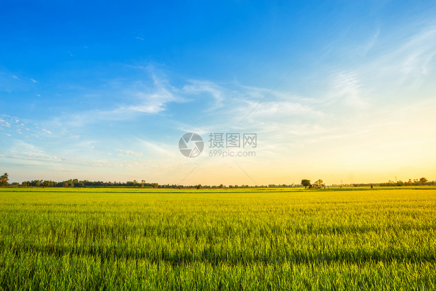 风景优美丽的绿玉米田有日落天空背景草地农村图片