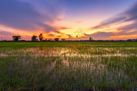 景观乡村的自然美丽绿玉米田有日落天空背景图片
