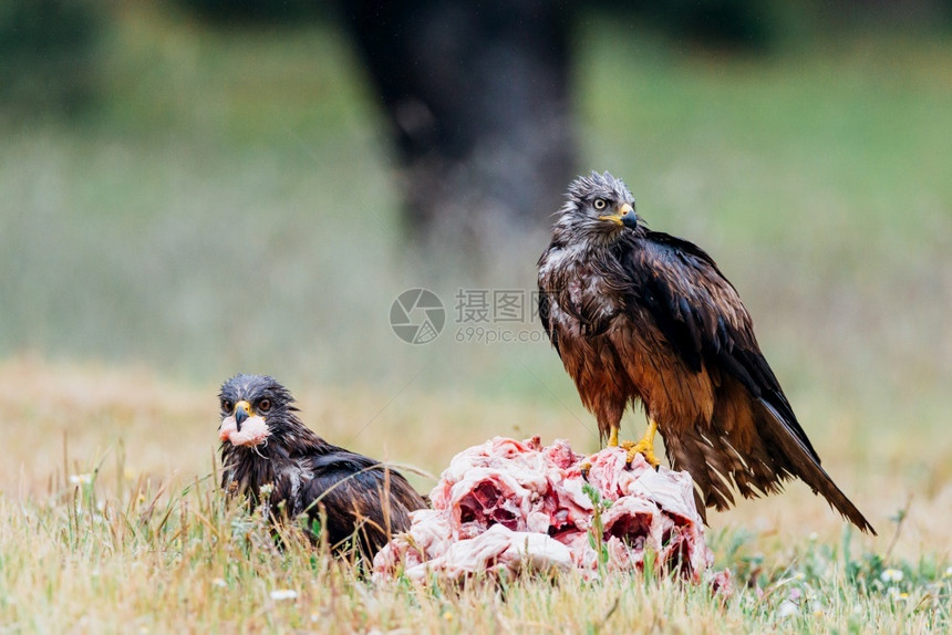 黑基特人或Milvus偏头痛者吃肉地面危险的禽类图片