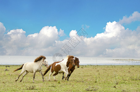 日出地面美丽的马在草地中奔跑蓝天的空图片