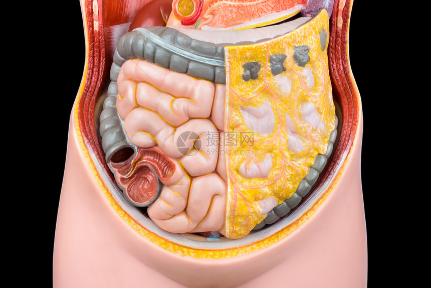 德尔登教育骨盆以黑本隔离肠道的人类腹部型号模图片