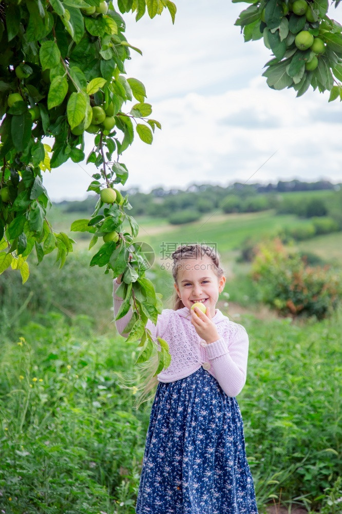 幸福愉快园艺夏日阳光明媚的白天苹果树枝中可爱的小女孩在夏日阳光晴朗的白天在苹果树枝中可爱的小女孩在花园里收获苹果图片
