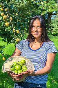 新鲜的在果园里女人戴着满是梨子的帽季节生长图片