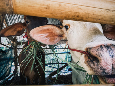 关闭棕牛和白色的在马棚里吃草白牛看一家庭农业绿色棕的放牧图片