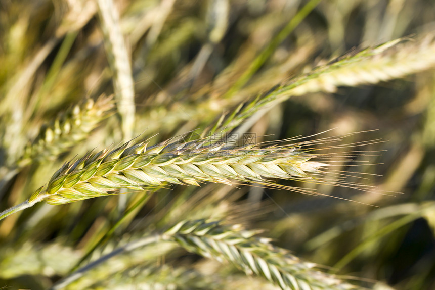 为了夏季黄小麦这是农业谷物的一片田地几乎成熟可以在夏季收获黄色小麦在夏季收获黄麦周转保释图片