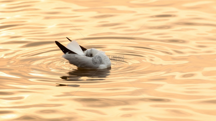 松弛海鸥在日落时漂浮海中沉睡的鸥鸟儿迁徙抽象的移民图片
