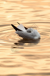 野生动物亚洲翅膀海鸥在日落时漂浮海中沉睡的鸥鸟儿迁徙图片