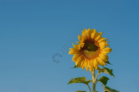 丰富多彩的草地字段蓝天背景的向日葵花田景观绿色叶子的明黄花瓣图片