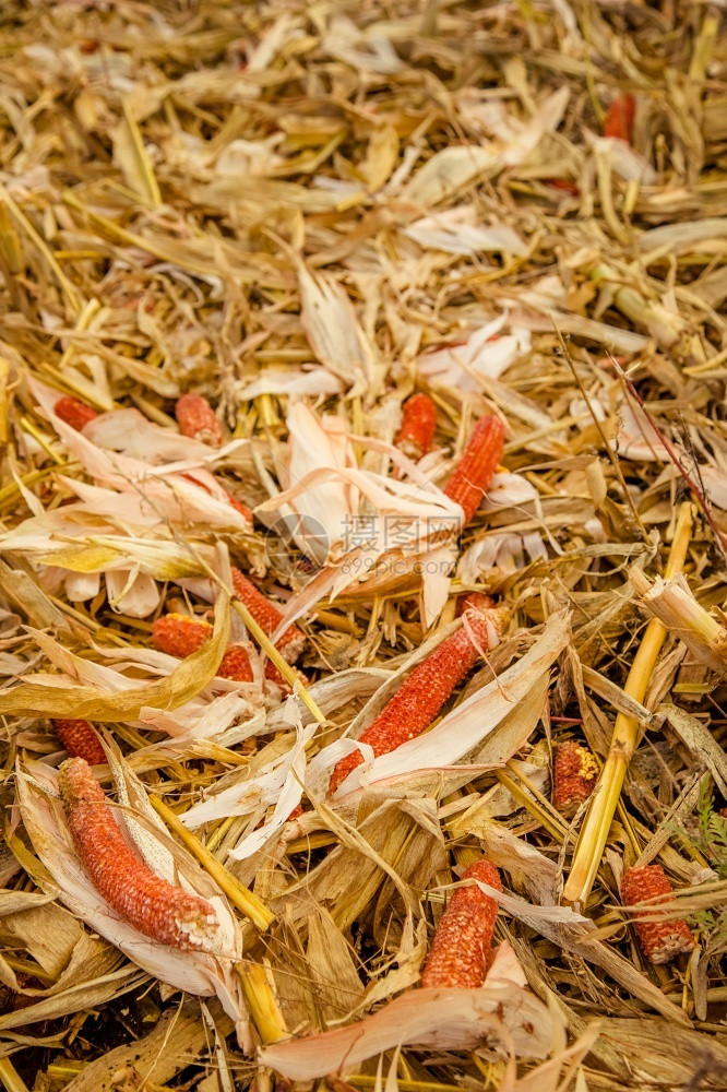 谷物秋天金的带玉米农田用收割黄田图片