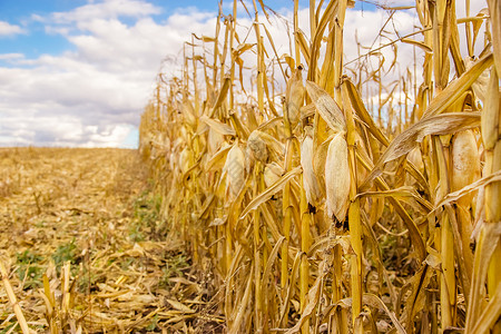 场地带玉米的农田用收割黄田庄稼冬天图片
