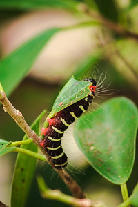 虫子在吃绿叶来收集食物在幼崽之前自然叶子一种背景图片