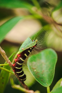 阳光虫子在吃绿叶来收集食物在幼崽之前野生动物绿色图片