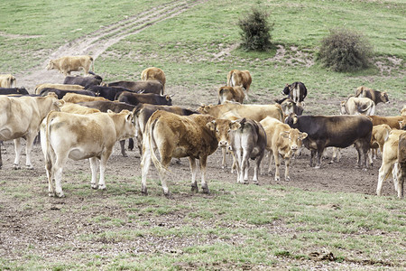 自然鼻子山中牛群野兽牲畜和牧业的详细节黑色的图片