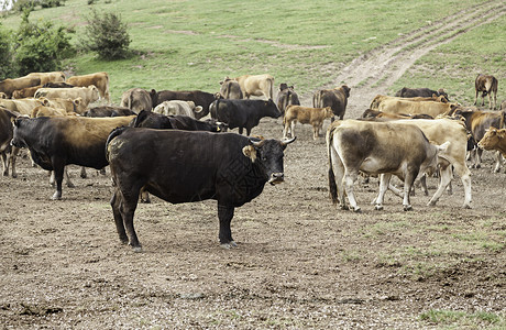 鼻子牛肉蓝色的山中群野兽牲畜和牧业的详细节图片