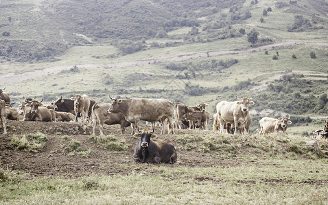 国内的山中牛群野兽牲畜和牧业的详细节肉动物图片