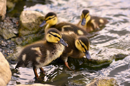 池塘岸边一群小鸭子图片