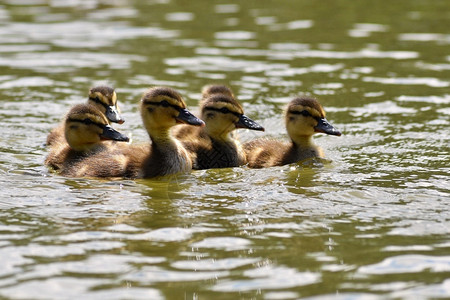 池塘里一群小鸭子图片