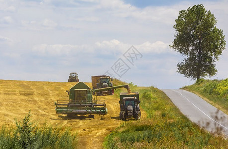 土地面包行动Palouse收割季节在小麦田作业的合并收割机图片