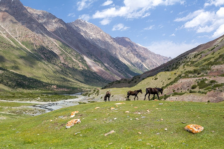 吉尔斯坦天山三匹棕色放牧马户外谷顶峰高清图片