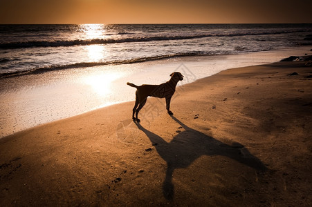海边玩耍的小狗图片