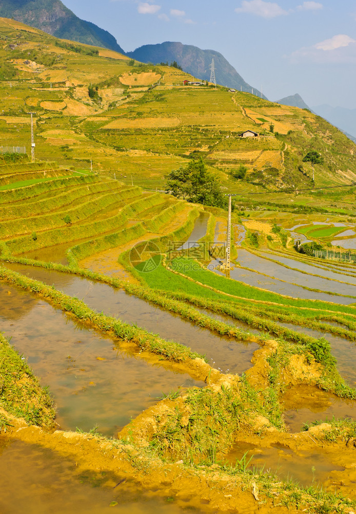绿色栽培草年轻的稻田梯越南图片