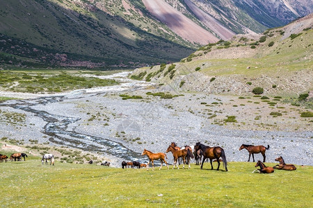 农村驹马在天山的草上做牧高地高清图片