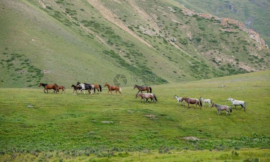 驹哺乳动物步行的马群生青绿草动物图片