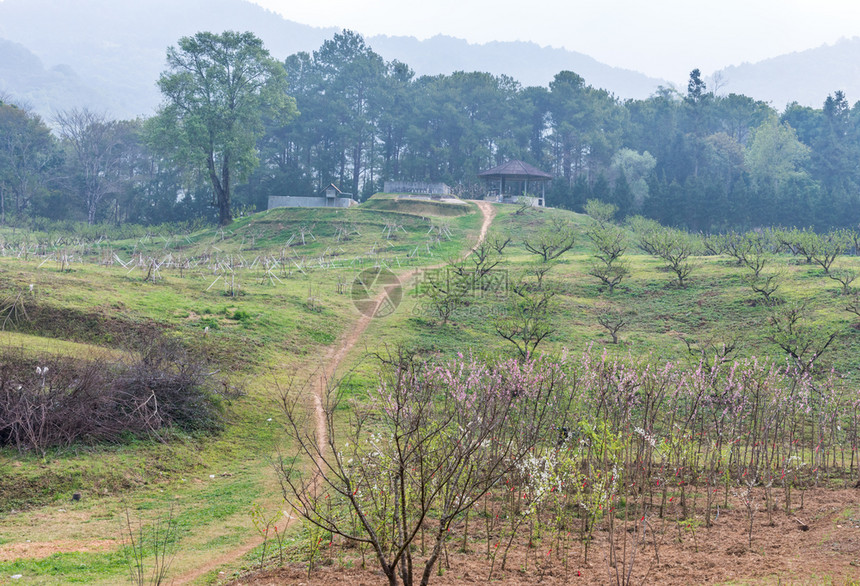 爬坡道季节在高山植物园的樱花草地上在高山的植物园中食图片