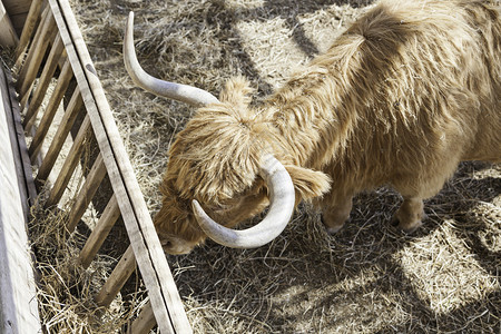 爱尔兰牛放牧农场动物在吃哺乳动物的详情肉轻擦草地图片