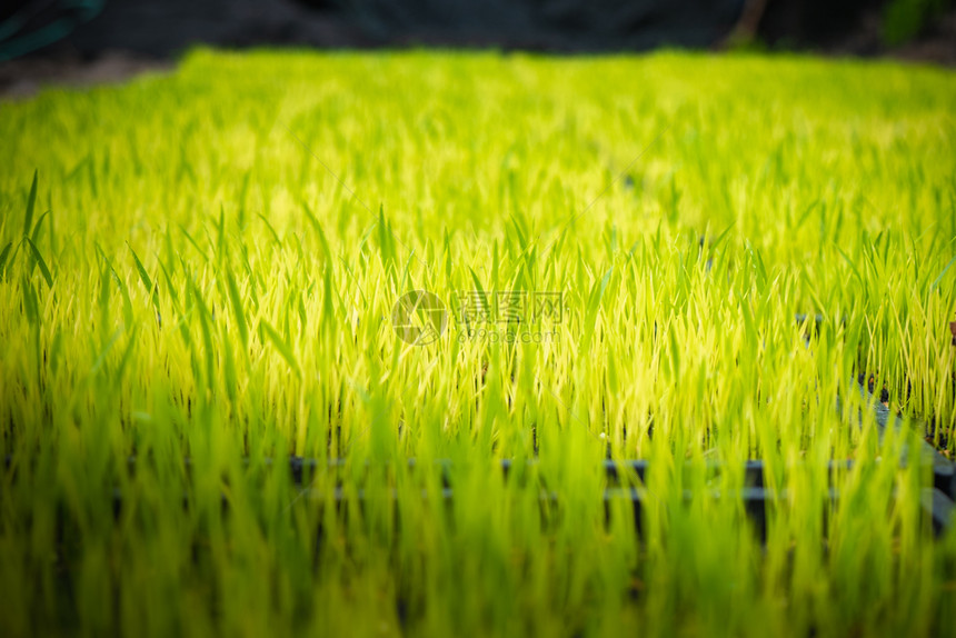 农村可供稻田种植的已准备好水床图片